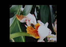 Blooming in Hawaii (2022.3.1)