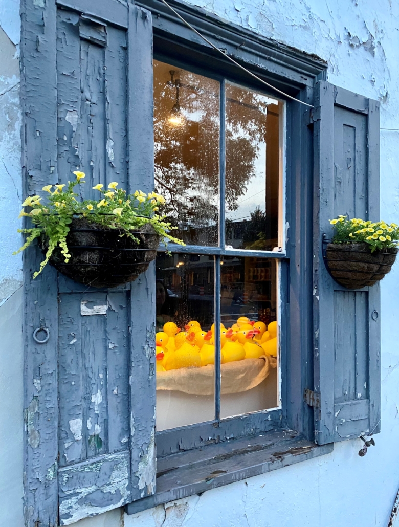Curious Ducks by Tarin Mohajeri
