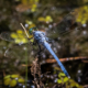 Blue Dragonfly John Chestnut State Park 06-26-2022